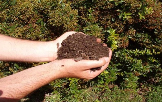 9. Komposztföld kialakulása