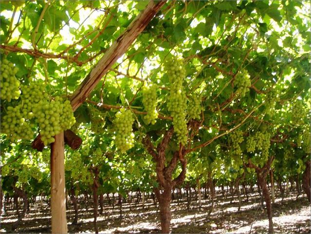 Origen peruano del pisco según la historia