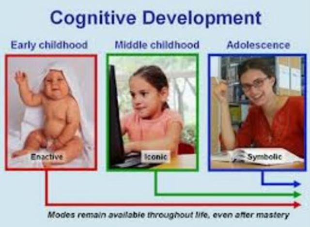 Bruner reprezentációs elmélete