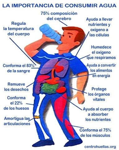 Proceso del Agua en el Cuerpo