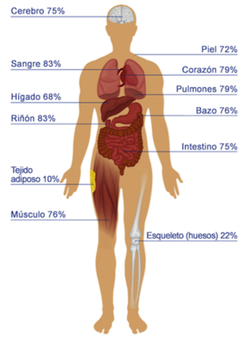 Porcentaje del Agua en el Cuerpo