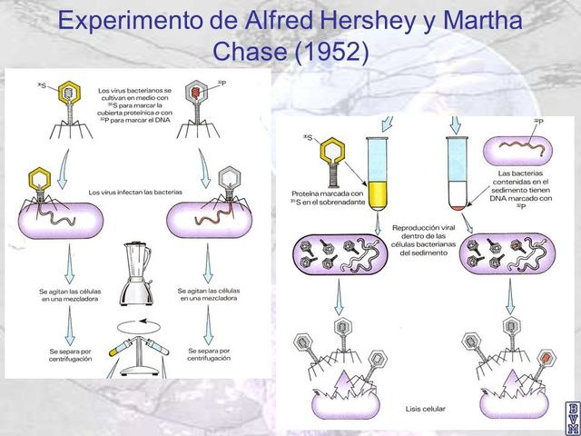 Alfred D. Hershey y Martha Chase
