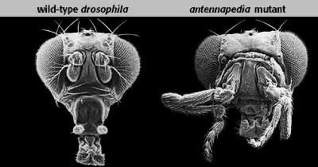 Edward B. Lewis, Christiane Nüsslein-Volhard y Eric F. Wieschaus