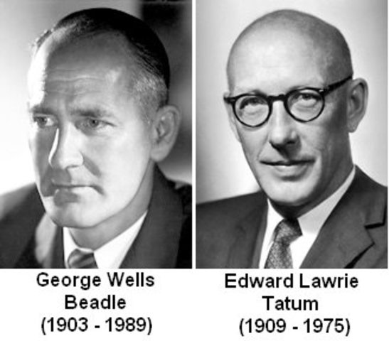 Edward Lawrie Tatum y George Wells Beadle demuestran que los genes codifican proteínas; véase el dogma central de la Genética