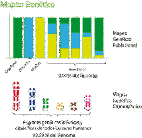 MAPAS GENÉTICOS