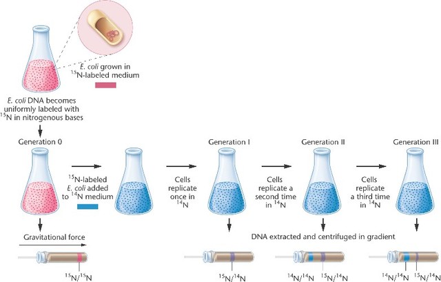 El experimento de Meselson y Stahl demuestra que la replicación del ADN essemiconservativa1961 El código genético está organizado en tripletes