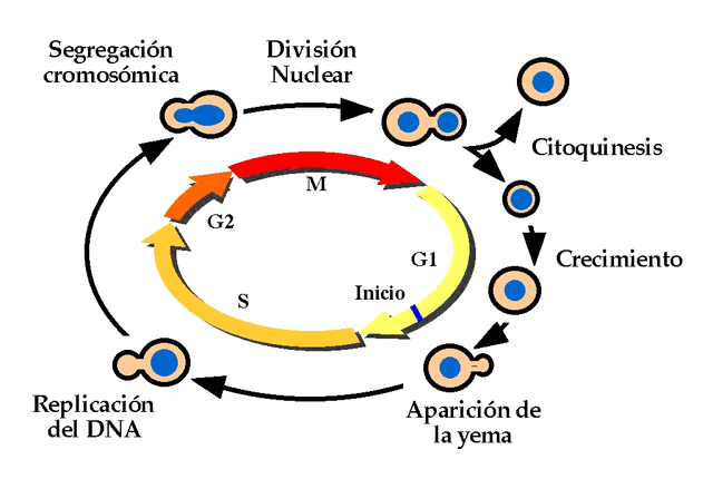 Se da a conocer por primera vez la secuencia completa de un eucariota, la levadura Saccharomyces cerevisiae