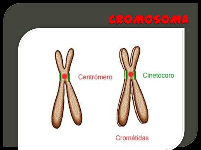Los babilonios y egipcios producen frutos por fecundación artificial