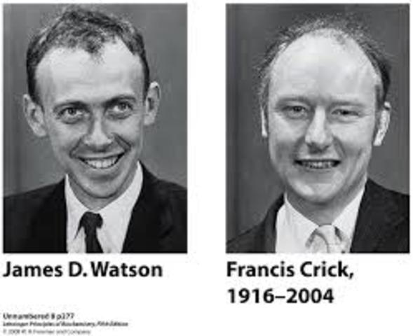 James D. Watson y Francis Crick