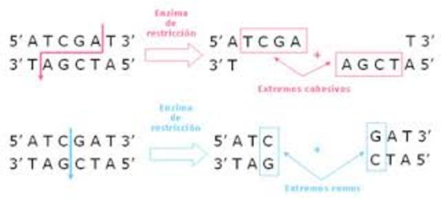 ENZIMS DE RESTRICCIÓ