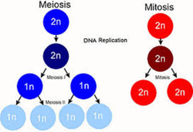 Se describen la mitosis y la meiosis