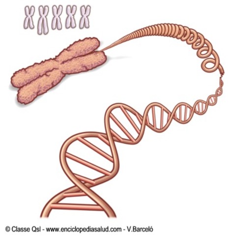 se relaciona la herencia con los cromosomas