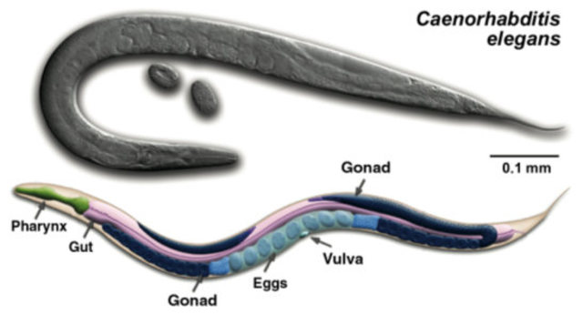 El nematode Caenorhabditis elegans