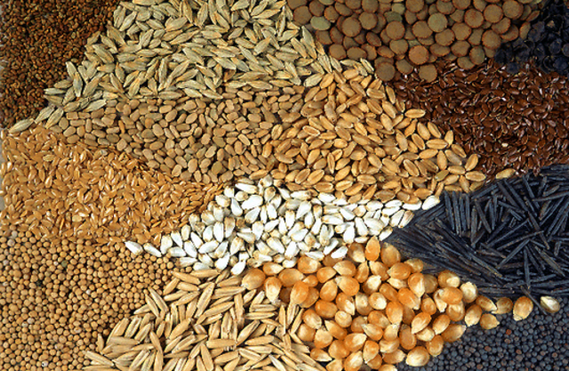 POSIBLE COMPRA DE SEMILLAS