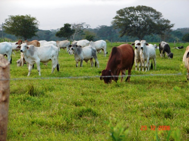 POSIBLE COMPRA DE EJEMPLARES PECUARIOS