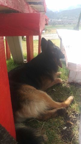 fueron llevados a un bosque y abandonados