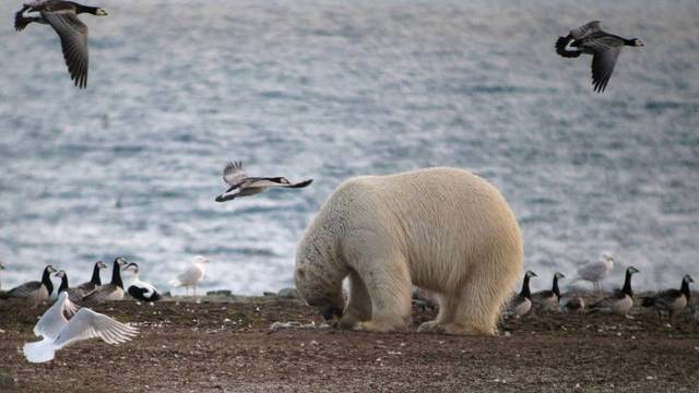 Los oso polares cambian su dieta