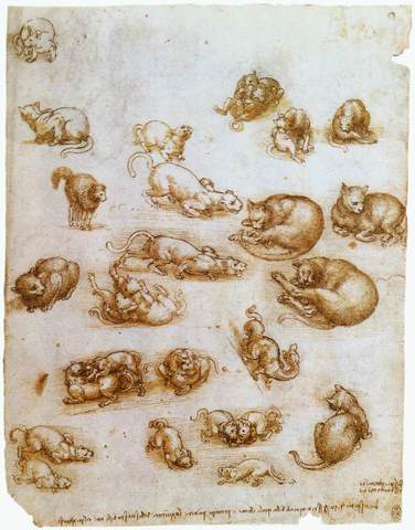 Study Sheet with Cats, Leonardo Da Vinci. Located in the Royal Library, Windsor.