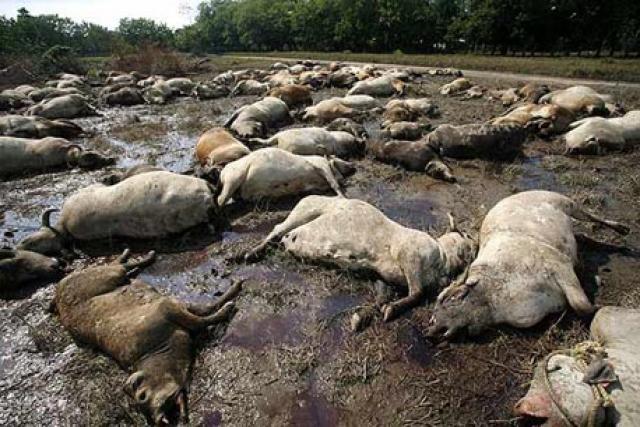 La plaga en el ganado