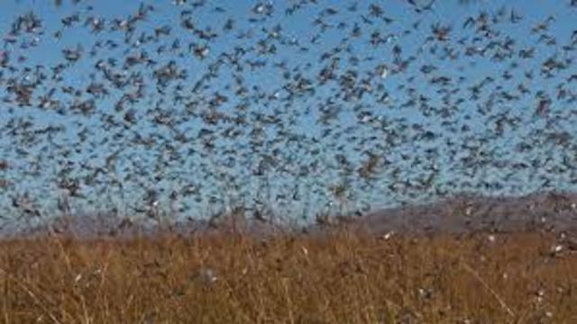 Peste de langostas,también invadieron la ciudad
