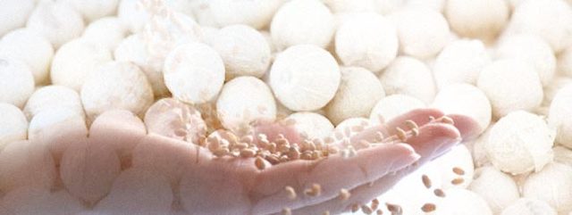 Dios envía el alimento sagrado