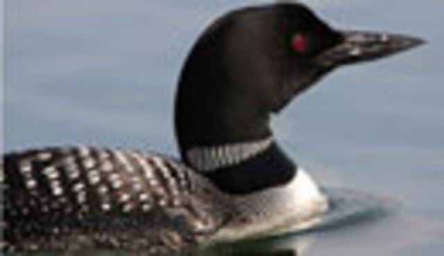 Tax-checkoff donation