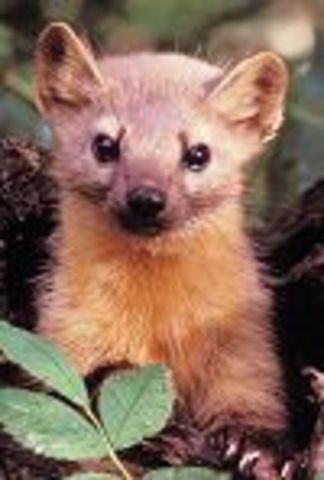 1st largescale species reintroduction starts