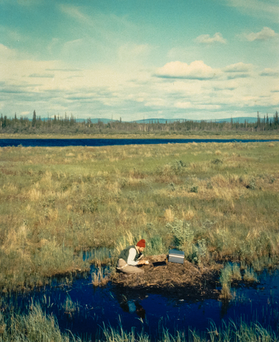 Trumpeter swan reintroduction starts