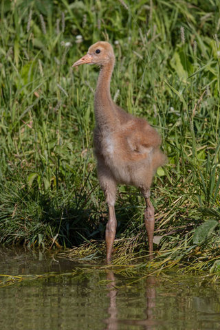 Partnership to restore whooping cranes