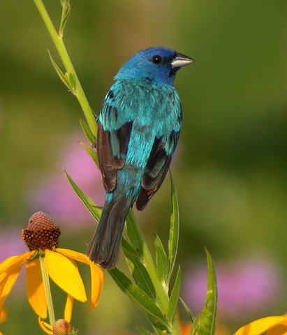 WI Bird Conservation Initiative Launched