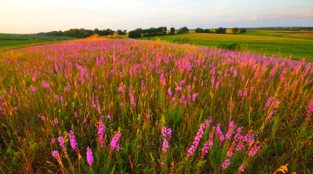 50th birthday of state natural areas program