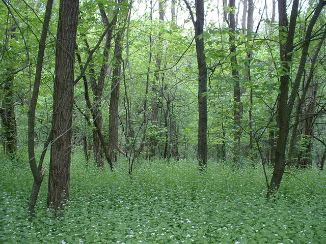 Comprehensive state invasive species law takes effect