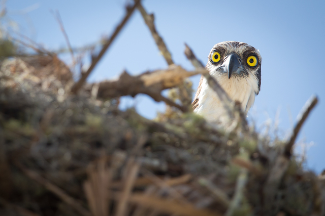 Osprey removed from state E/T list