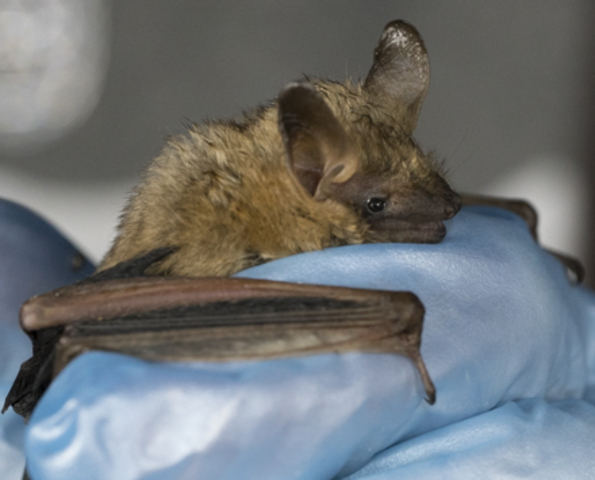 Four cave bat species listed as threatened