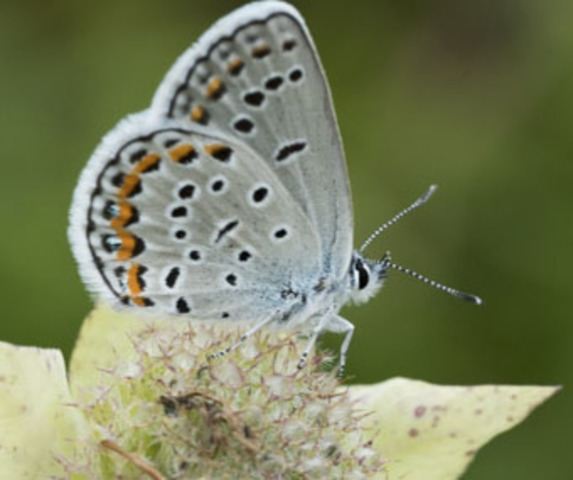 Karner blue butterfly habitat plan signed