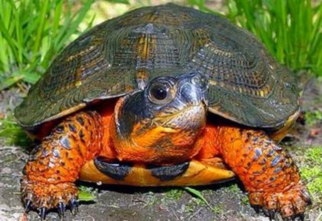 Wisconsin turtle conservation program formed