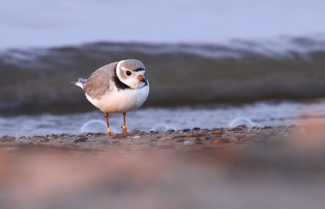 Wisconsin role grows in piping plover recovery