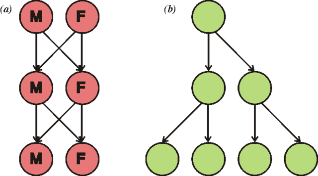 Primera reproducció sexual