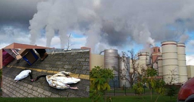 EL SANTUARIO SIN CISNES EN VALDIVIA.