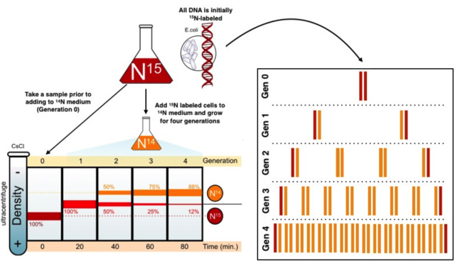 El experimento de Meselson y Stahl