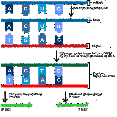 Francis Collins y Lap-Chee Tsui