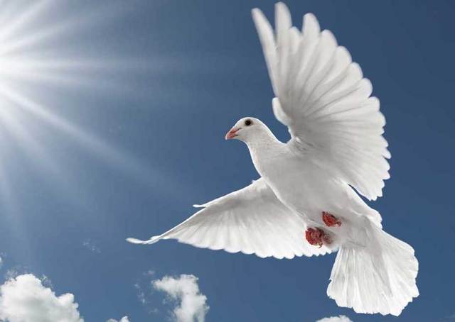 Mohandas Karamchand Gandhi keert terug naar India