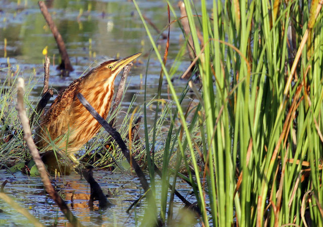 Federal government approves state wildlife action plan