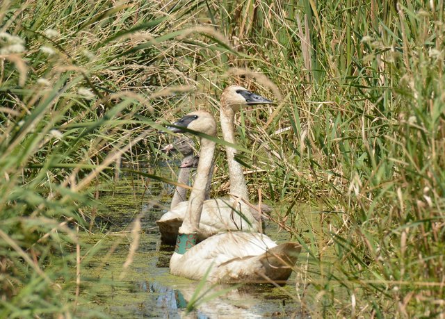 Trumpeter swan removed from E/T list