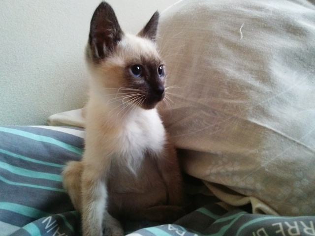 Cleo conoce su nuevo hogar