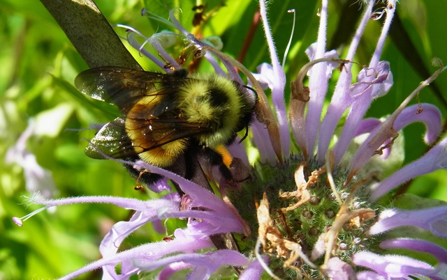 1st bumble bee listed as endangered