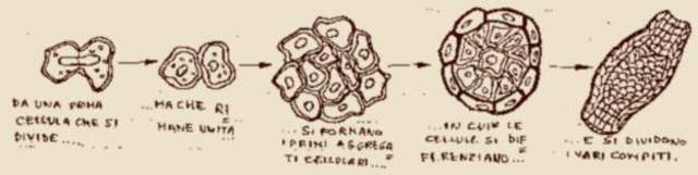 COMPARSA ORGANISMI PLURICELLULARI