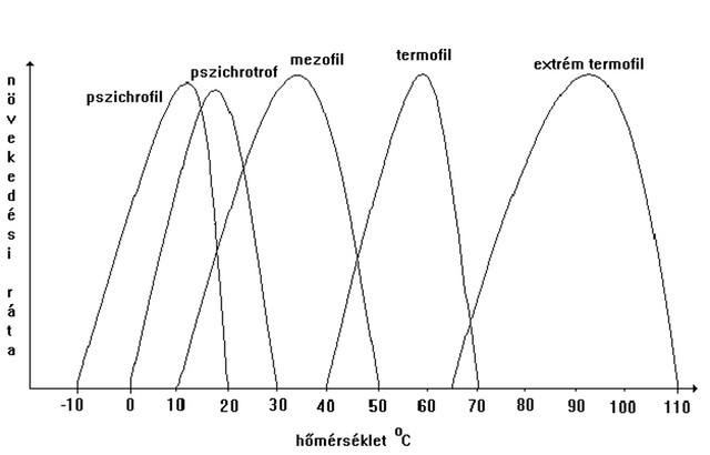 4. Mezofil szakasz vége,