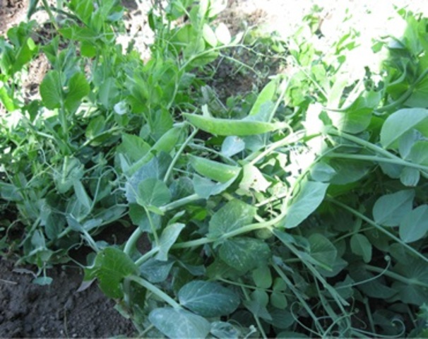 3r-B Recuperem pèsols per tornar a plantar