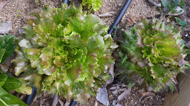 3r-B Collim cebes i enciams i fem una amanida